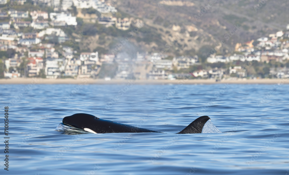 Fototapeta premium orca, killer whale 