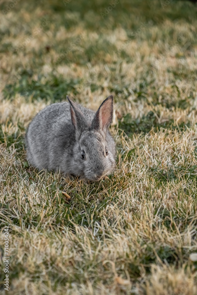 Fototapeta premium Little Gray California Baby Bunny Rabbit in Grass Yard