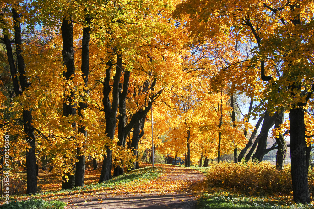 walking path in an autumn park with fallen leaves and yellowed trees