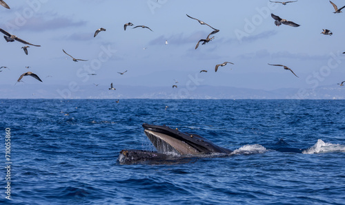 Humpback whale baleen plates 
