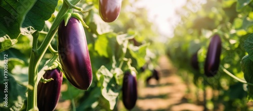 Organic aubergines are grown in sunny agricultural landscapes. photo