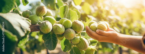 a female farmer harvests figs on the farm photo