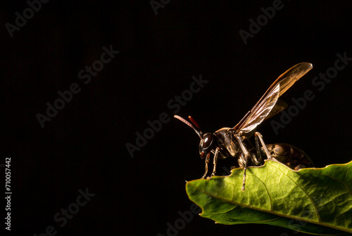 Abelha preta vespa, maribondo sobre folha verde. photo