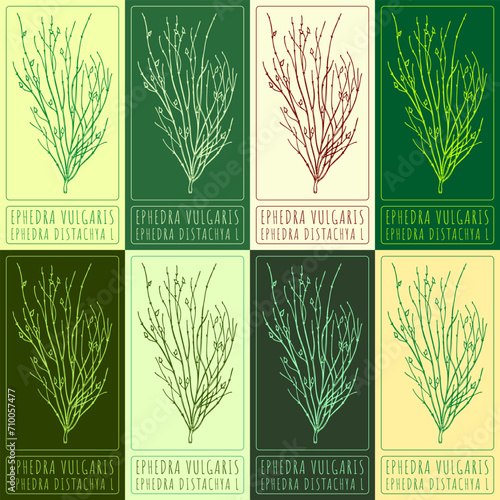 Set of vector drawings of EPHEDRA VULGARIS in different colors. Hand drawn illustration. Latin name EPHEDRA DISTACHYA L. photo