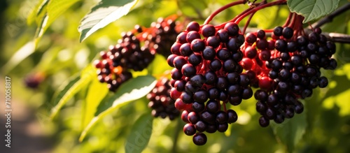 Elderberries almost ready to harvest; used for tea or syrup to treat colds and flu. photo