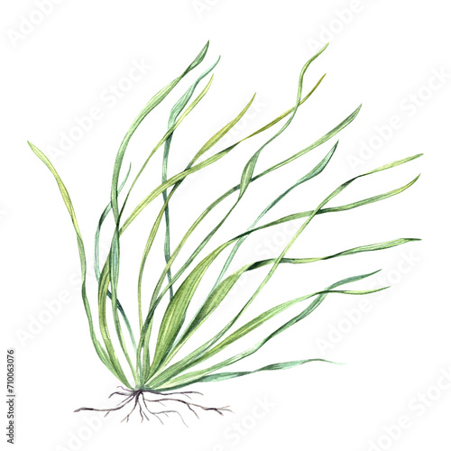Obraz na płótnie Sea grass with roots
