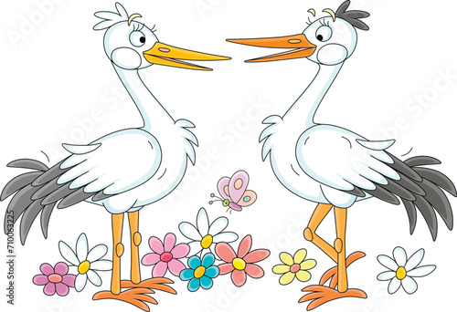 Pair of cute white storks c...