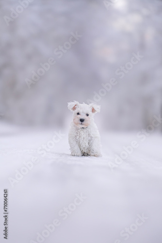 Puppy © Dyrefotografi.dk