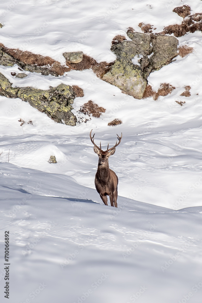 Wonderful massive Red deer stag walking in the snow in winter landscape against rocks background. Alps, Italy. Vertical.