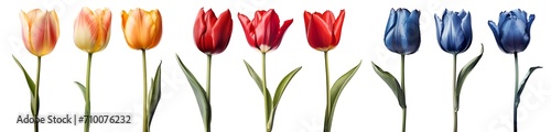 Collection set of red orangey pink blue stalk of tulip tulips flower floral with leaves on transparent background cutout, PNG file. Mockup template artwork graphic design photo