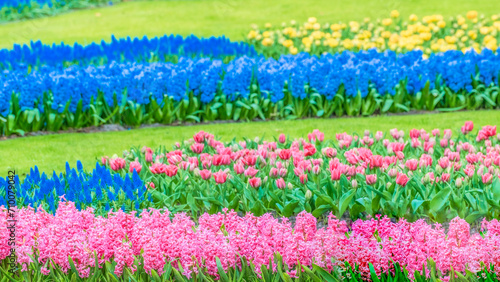 Tulip flowers blooming season garden colorfull. floral fresh yellow red and blue color amazing is natural spring festival Keukenhof Garden. landscape so beauty refreshing in summer holiday background. © Tamonwan