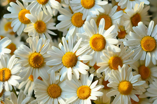 A Close Up of White Daisies Flowers