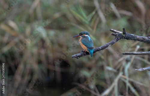 the kingfisher waiting on the branch	