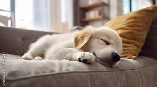 The puppy sleeps on the couch in the room