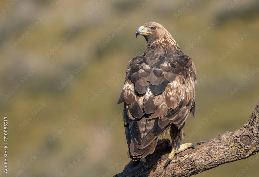 the majestic golden eagle on a trunk the majestic golden eagle on a trunk