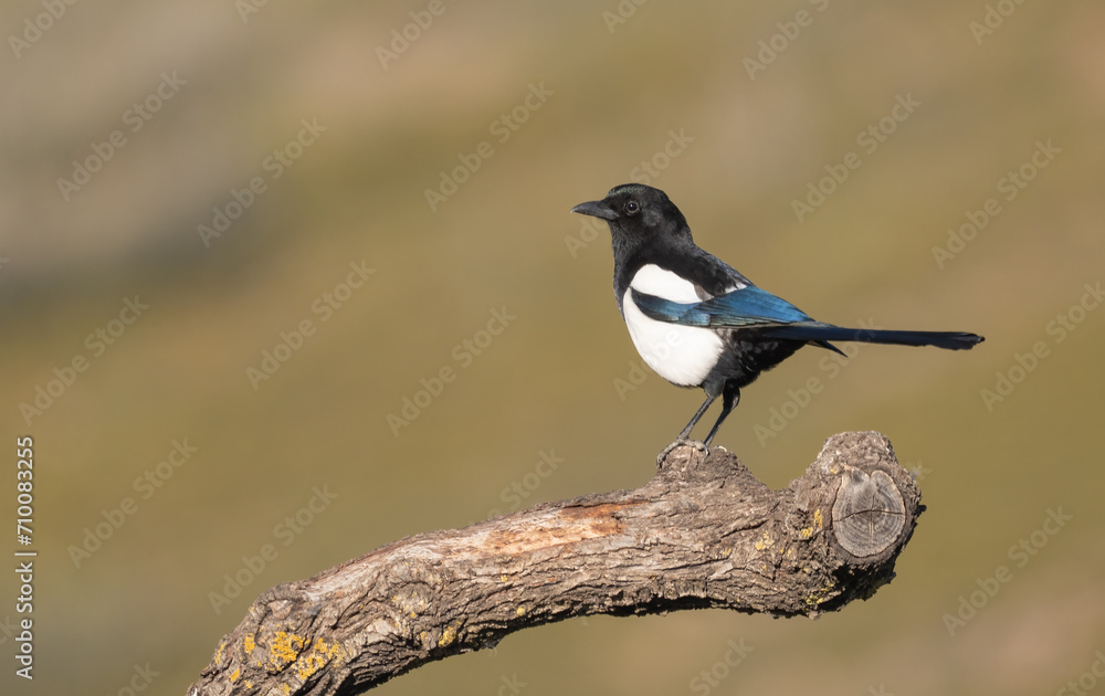 Obraz premium The colors of eurasian magpie on the trunk