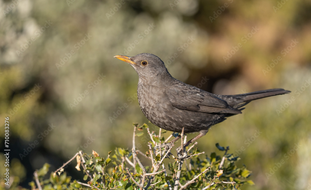 female Common Blackbird on top of the branches female Common Blackbird on top of the branches
