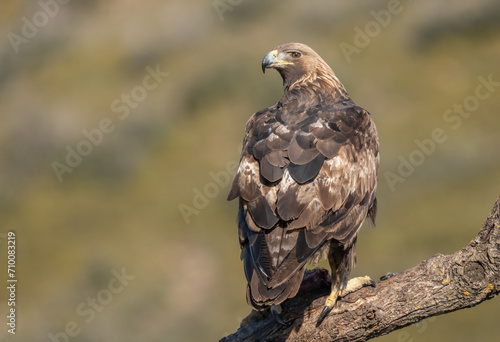 the majestic golden eagle on a trunk	