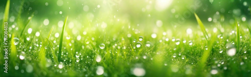 Dew-kissed Green Grass Glistening in the Early Morning Sunlight. Fresh morning dew clings to blades of vibrant green grass, new day begins. Panorama with copy space.