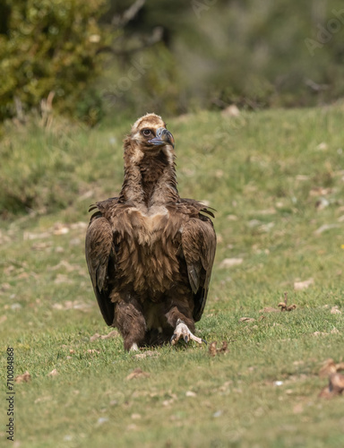 cinereous vulture on the ground 