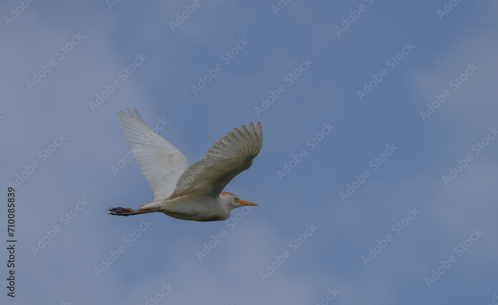 Cattle Egret in flight over the ebro delta Cattle Egret in flight over the ebro delta