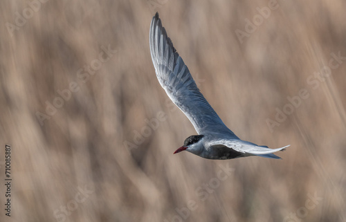 whiskered tern in flight over lagoon  © ezequiel