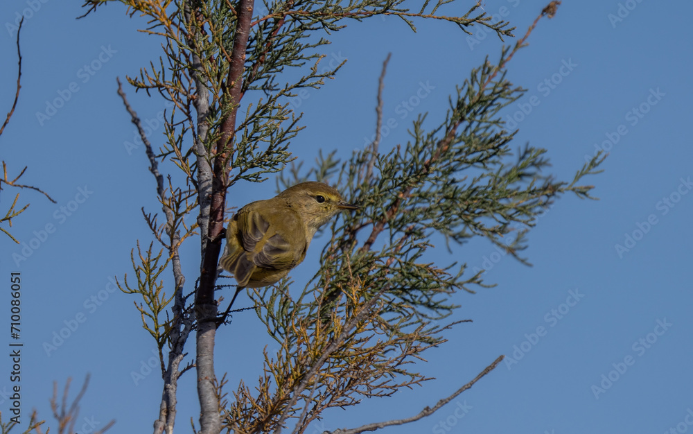 Obraz premium common chiffchaff on the branch 