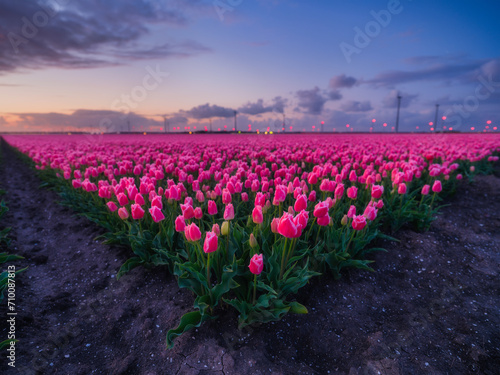 A field of tulips during sunset. A wind generator in a field in the Netherlands. Green energy production. Landscape with flowers during sunset. Netherlands.