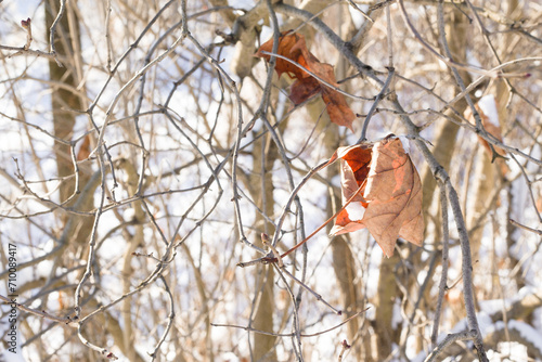 zima w mieście, zimowe obrazki, liście w zimie, gałęzie, zimowe widoki © Jowita
