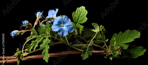 A small blue-flowered plant from Southeast Asia, considered a weed, widely distributed globally. In Brazil, it's known as 