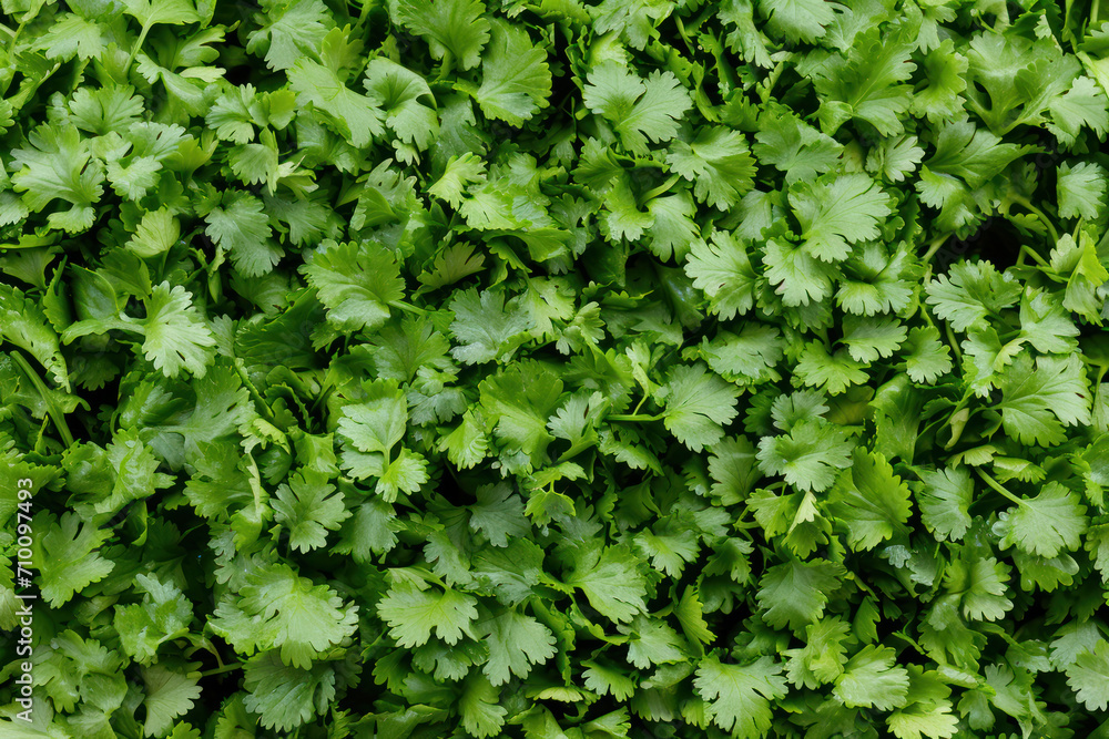 Obraz premium Coriander leaves in vegetables garden for health, food and agriculture concept design. Organic coriander leaves background.