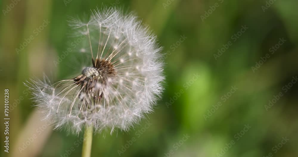 white flowers of dandelion balls in a spring field, beautiful dandelion flowers close-up white flowers of dandelion balls in a spring field, beautiful dandelion flowers close-up