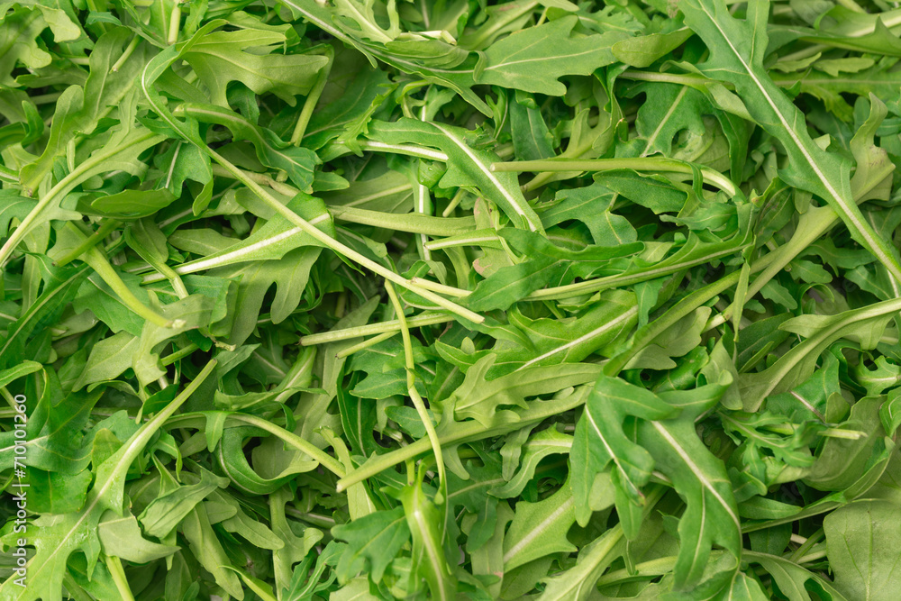 Fresh leaves of arugula as a background. Fresh leaves of arugula as a background.