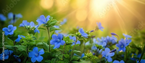 The vibrant blue flowers bloom beautifully amidst the lush green nature, under a clear, sunlit sky. photo
