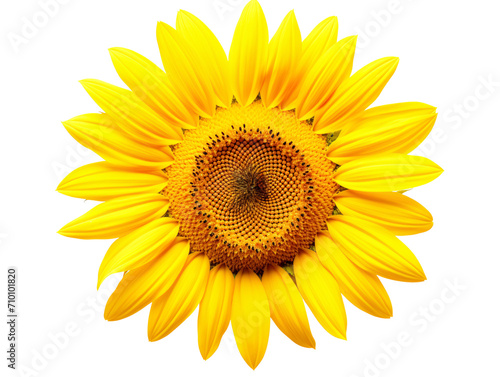 a close up of a sunflower © TONSTOCK