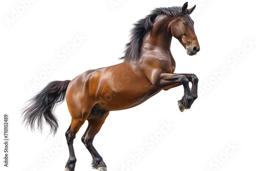 horse breed brown Akhaltekinskaya standing on her hind legs  levada  isolated on white background