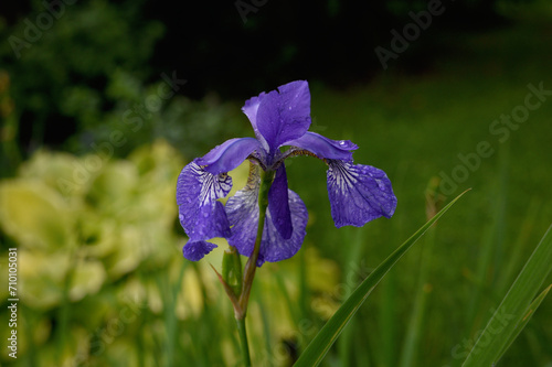 Blue flower of Iris Sibirica with water drops 