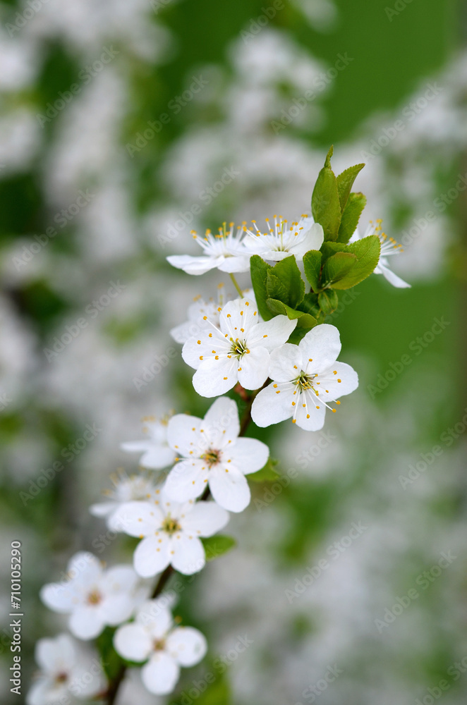branch of blooming cherry tree with white petals and green leaves close-up branch of blooming cherry tree with white petals and green leaves close-up