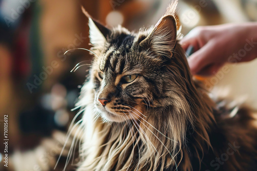 Beautiful long hair cat of siberian breed  brown color