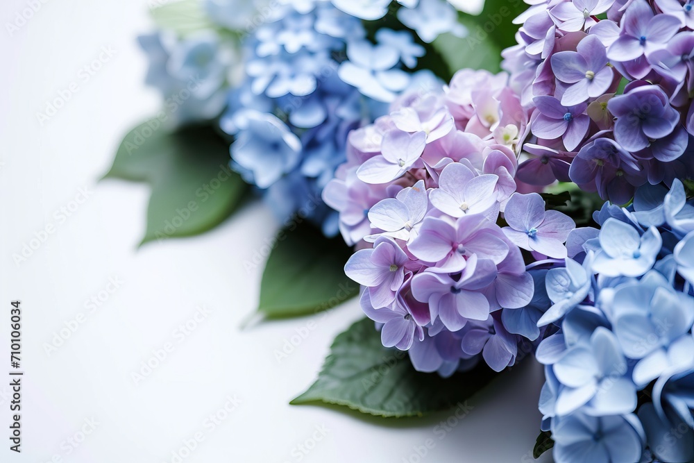 Blooming hydrangeas on white background, copy space Blooming hydrangeas on white background, copy space