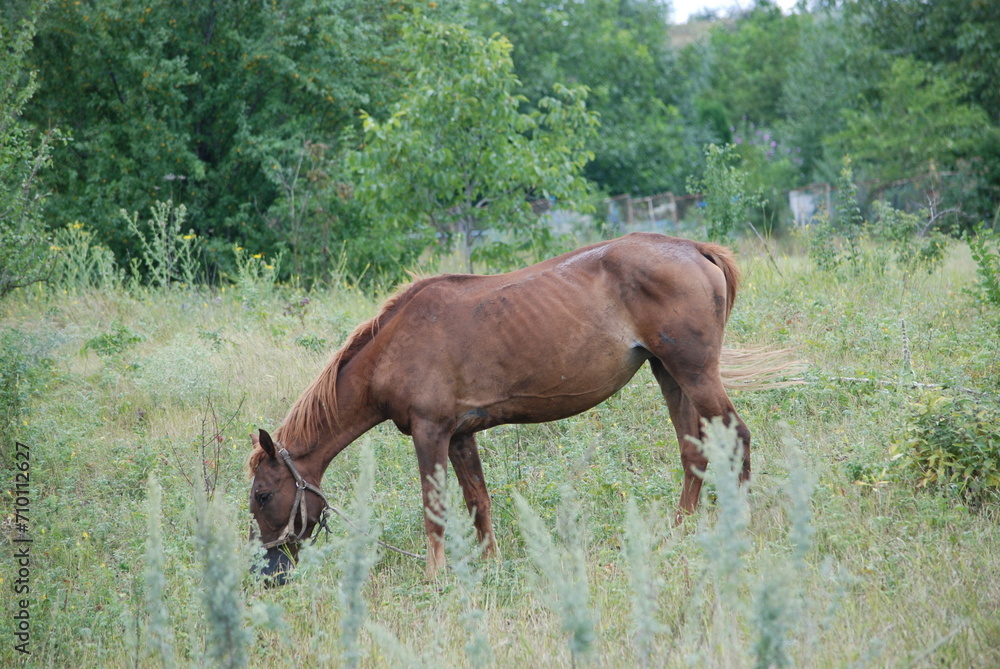 An adult horse grazes in a meadow. A brown horse grazes in a wide meadow among tall grass. She bowed her head to the ground and was eating grass. She is tied by the reins. An adult horse grazes in a meadow. A brown horse grazes in a wide meadow among tall grass. She bowed her head to the ground and was eating grass. She is tied by the reins.