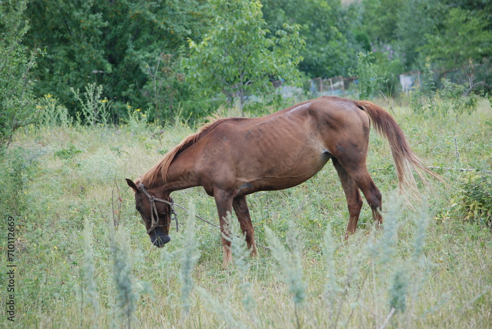 An adult horse grazes in a meadow. A brown horse grazes in a wide meadow among tall grass. She bowed her head to the ground and was eating grass. She is tied by the reins. An adult horse grazes in a meadow. A brown horse grazes in a wide meadow among tall grass. She bowed her head to the ground and was eating grass. She is tied by the reins.
