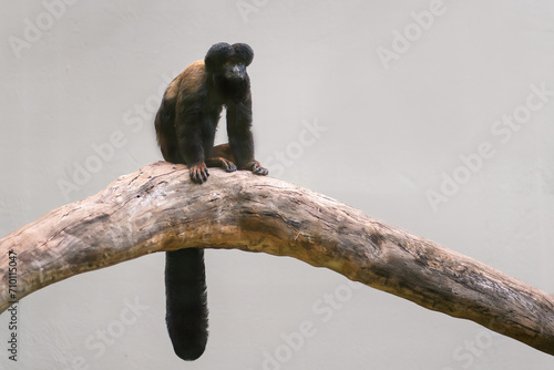 Black Bearded Saki monkey (Chiropotes satanas) photo