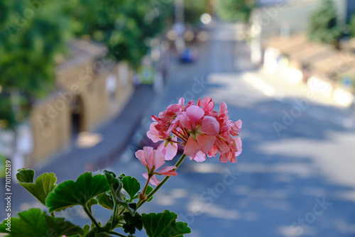 beautiful blooming bouquet of scarlet flowers