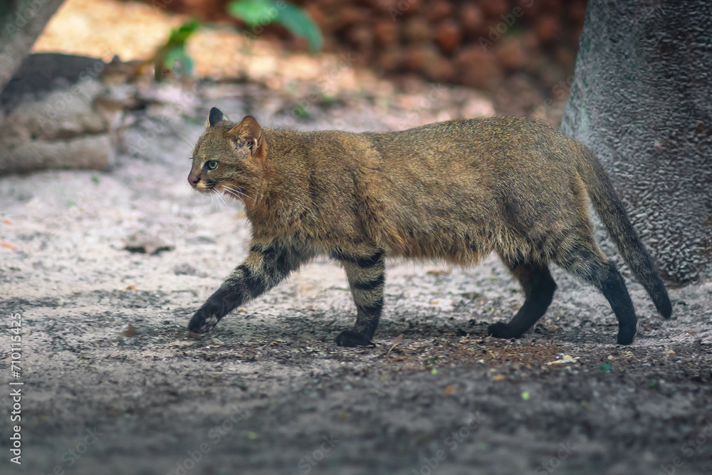 Obraz premium Pampas Cat (Leopardus colocolo) - South American feline