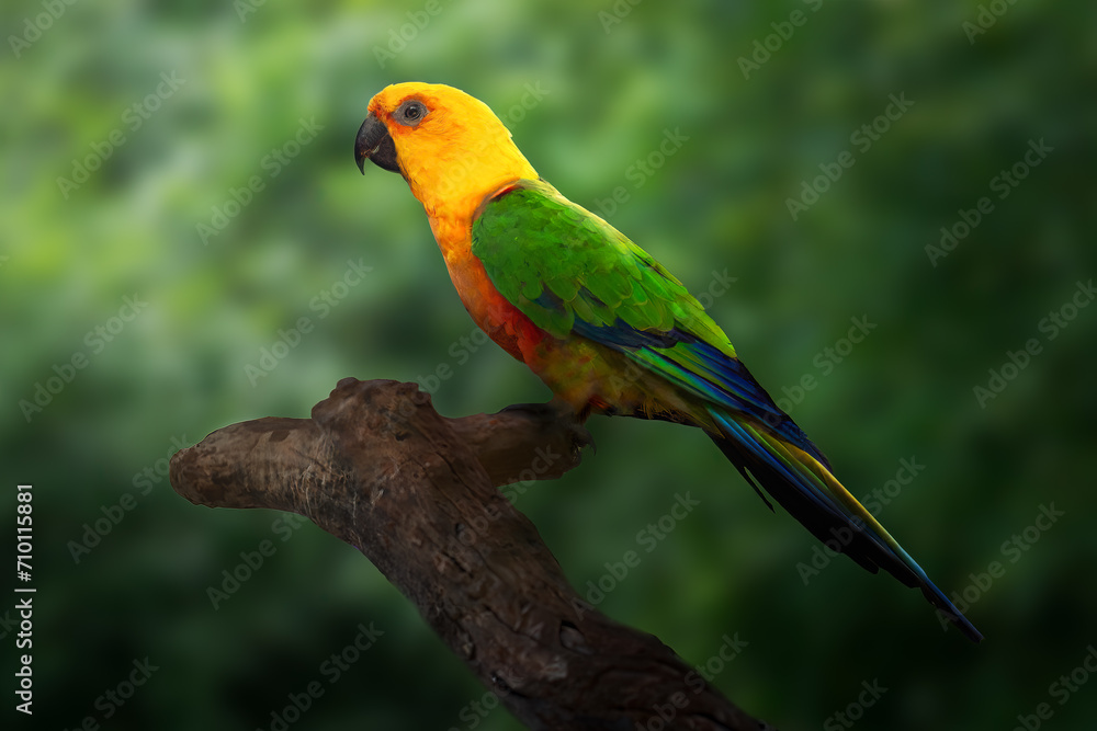 Jandaya Parakeet bird (Aratinga jandaya)