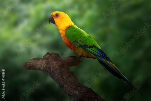 Jandaya Parakeet bird (Aratinga jandaya)