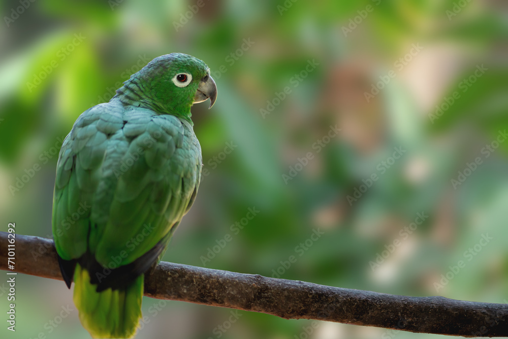 Southern Mealy Amazon Parrot (Amazona farinosa) Southern Mealy Amazon Parrot (Amazona farinosa)