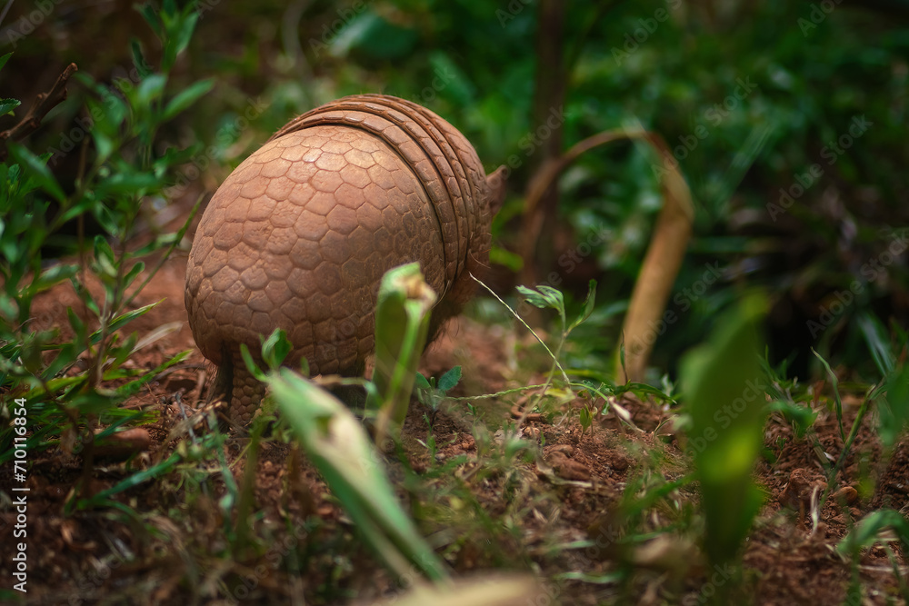 Brazilian Three-banded Armadillo (Tolypeutes tricinctus) Brazilian Three-banded Armadillo (Tolypeutes tricinctus)