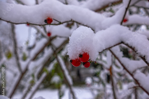 Hawthorn tree with fruits with adhering snow. The branches of the Hawthorn bent under the weight of the snow and bright red fruits. Common hawthorn (Crataegus monogyna) in winter.